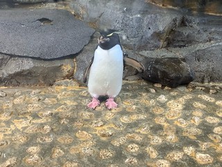 水族館のペンギンかわいいよねチーム
